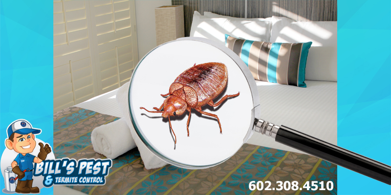 Bed Bug Identification - Don't let the Look-Alikes Fool You!