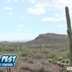 Is Winter Pest Control Necessary in Phoenix AZ?