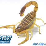 Scorpion Repellents by Bills Pest Termite Control