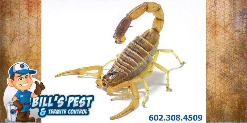 Learn the truth about How do Scorpions get in the house
