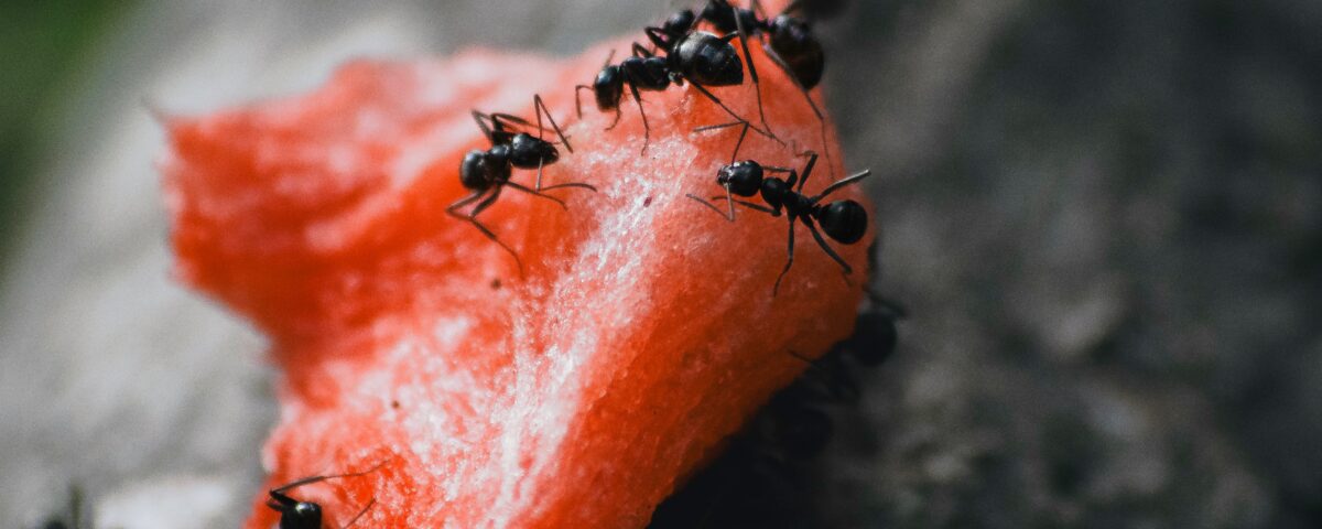 Common Ant Species in Arizona