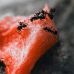 Common Ant Species in Arizona