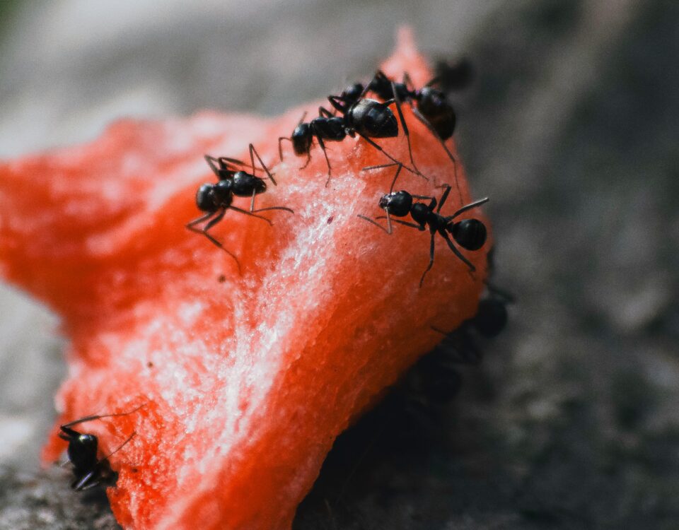 Common Ant Species in Arizona