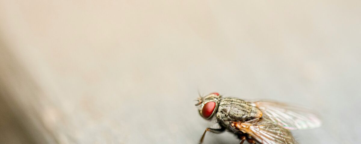 How to Control Fruit Flies Infesting Your Home