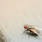 How to Control Fruit Flies Infesting Your Home