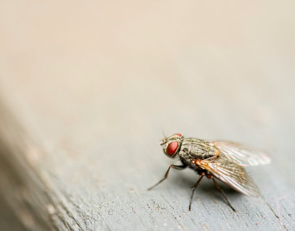 How to Control Fruit Flies Infesting Your Home