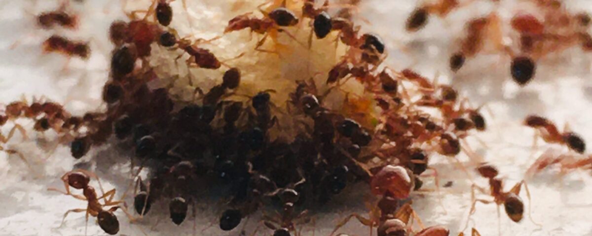 Common Winter Pests in Phoenix AZ