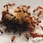 Common Winter Pests in Phoenix AZ