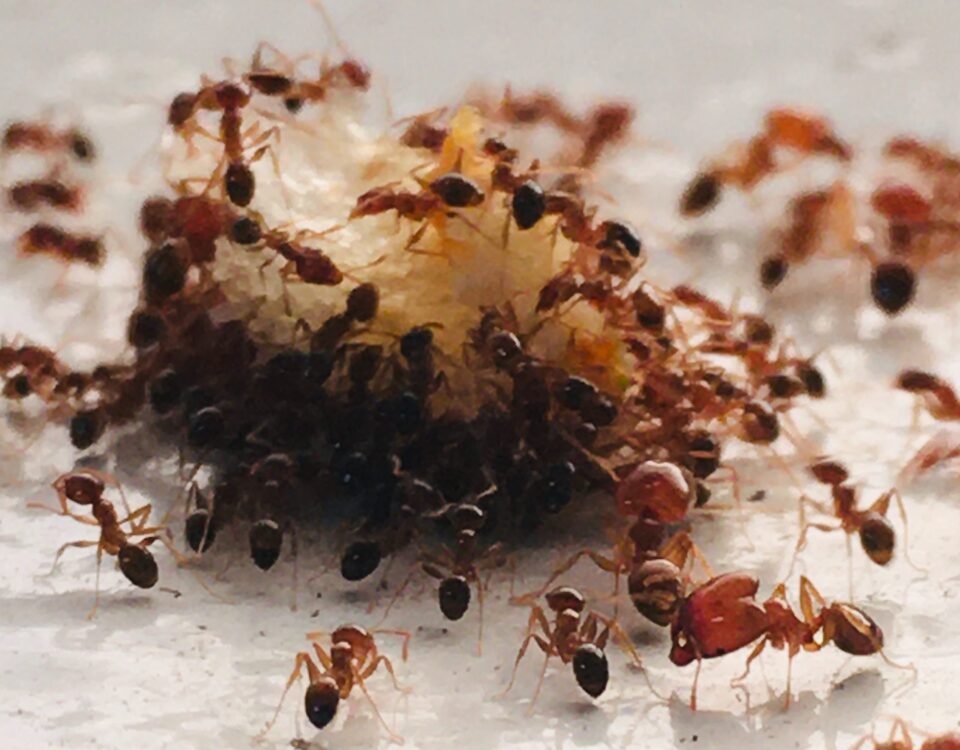 Common Winter Pests in Phoenix AZ