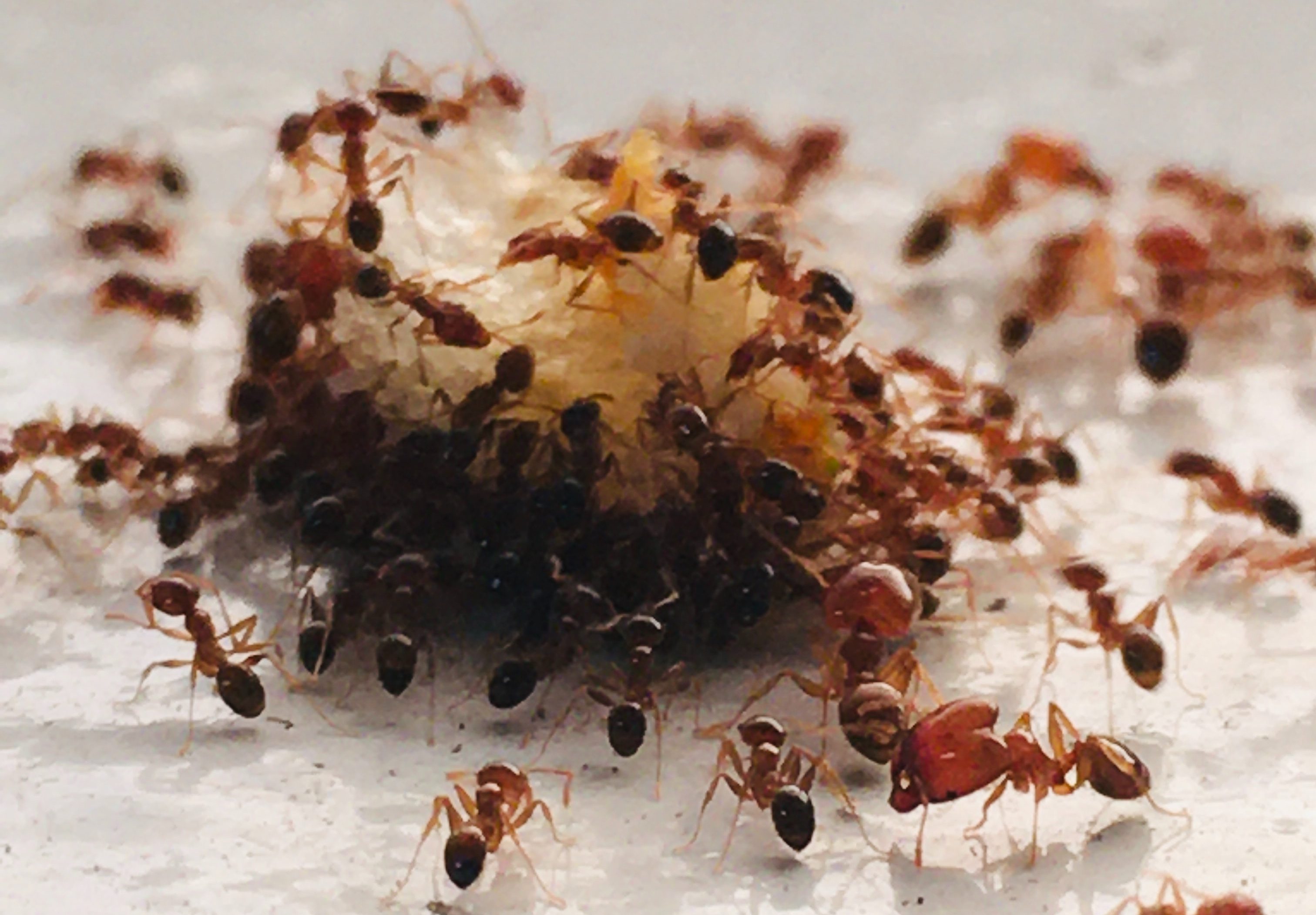 Need Winter Pest Control Tips?
