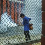 Who is Responsible for Pest Control When Renting?