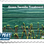 Green Termite Control in Phoenix AZ