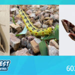 Hawk and Sphinx Moths in Arizona: Bills Pest Termite Control