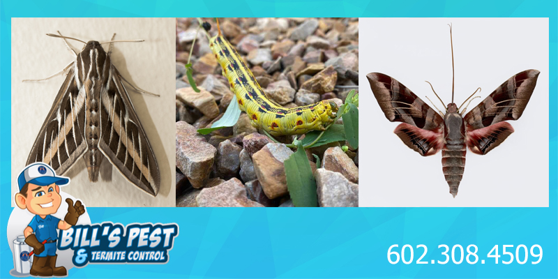 Hawk and Sphinx Moths in Arizona: Bills Pest Termite Control