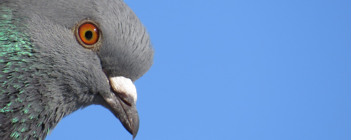 How to Keep Pigeons Off Your Property