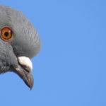 How to Keep Pigeons Off Your Property