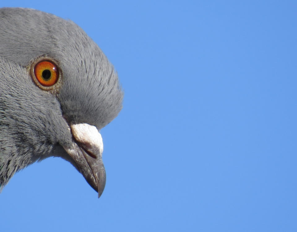 How to Keep Pigeons Off Your Property