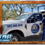 Why You Need Termite Control or Termite Treatment Services When You Discover Termites