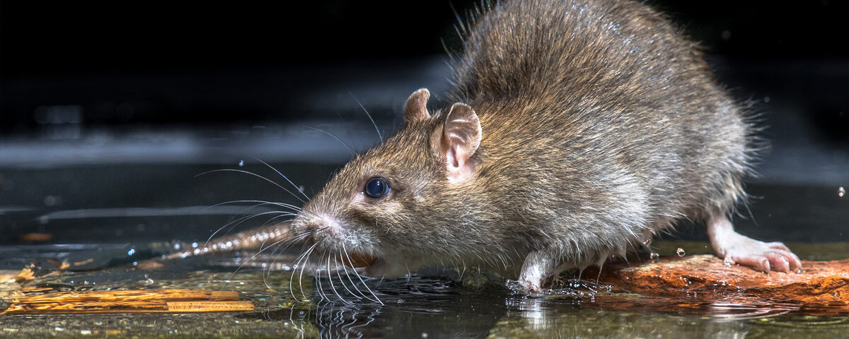 2024 Top 10 Rodent Control Cities in Phoenix Az