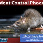 2024 Top 10 Rodent Control Cities in Phoenix Az