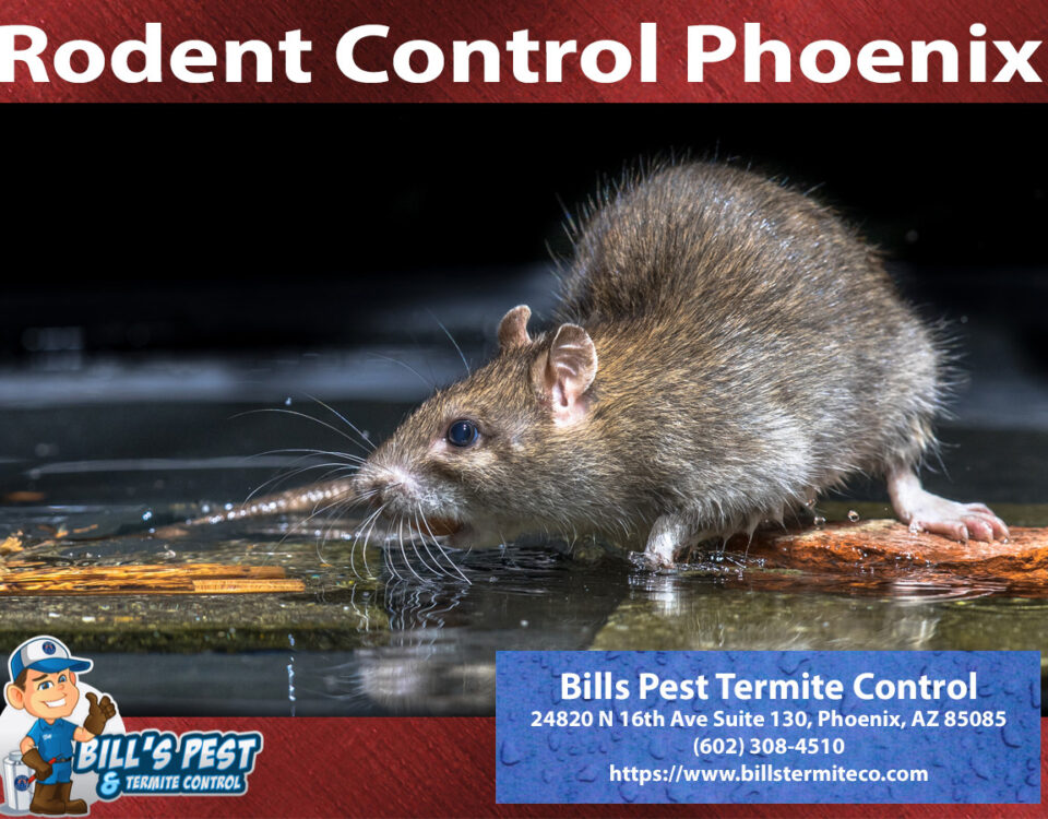 2024 Top 10 Rodent Control Cities in Phoenix Az