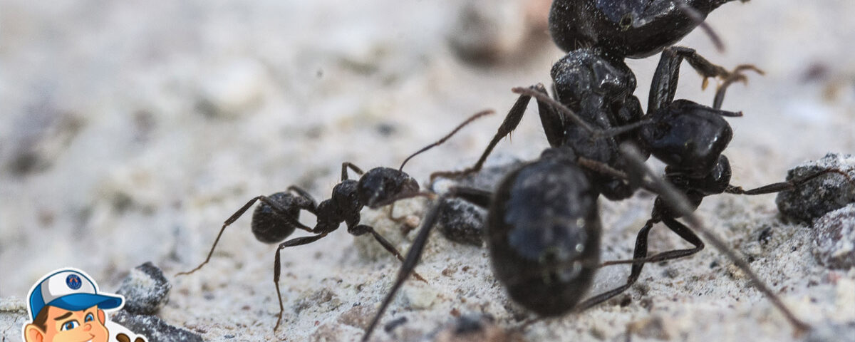 Getting Rid of Ants - Bills Pest Termite Control