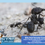 Getting Rid of Ants - Bills Pest Termite Control