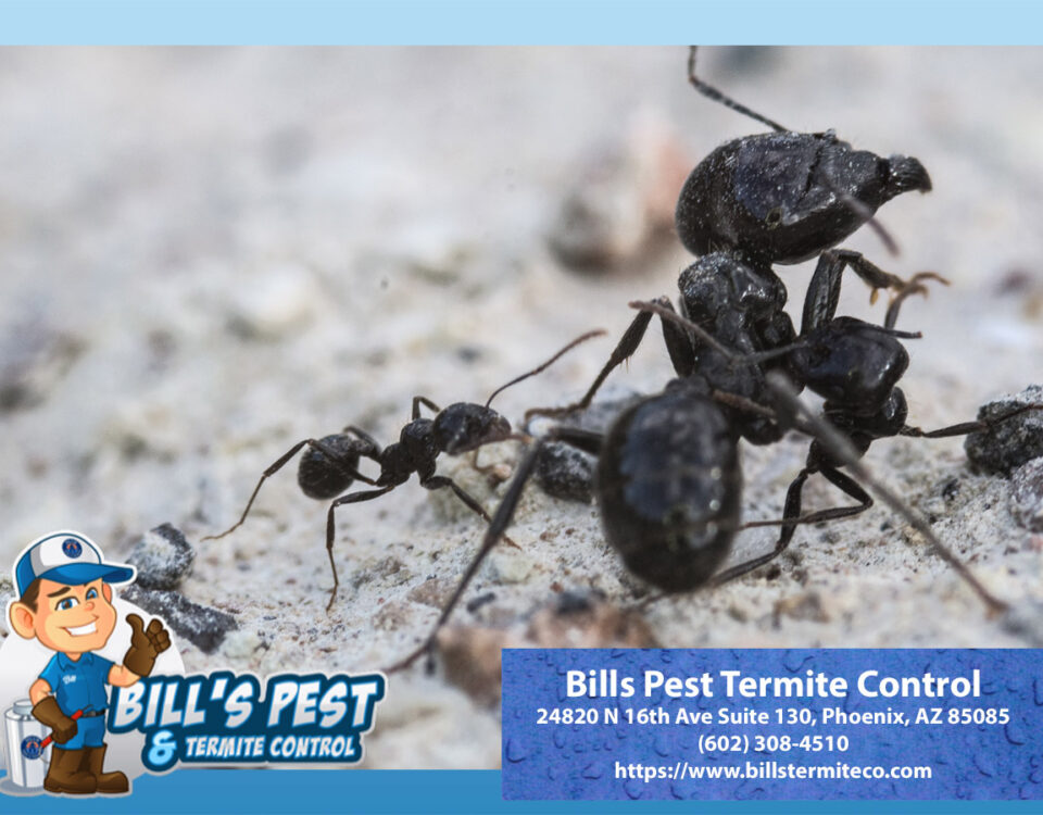 Getting Rid of Ants - Bills Pest Termite Control