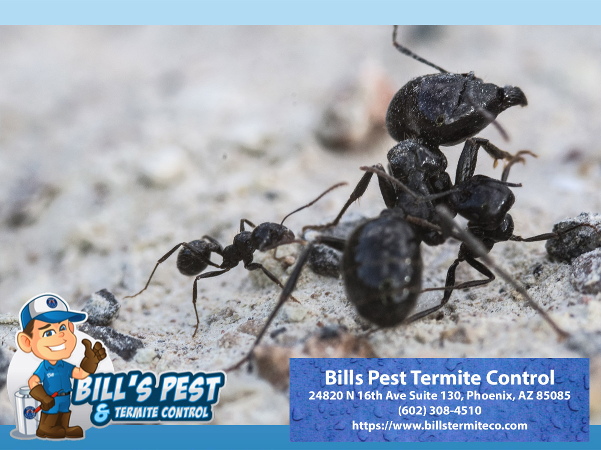 Getting Rid of Ants - Bills Pest Termite Control