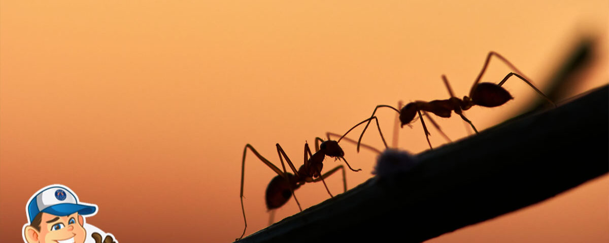 Guide to Managing Summertime Ants in Arizona