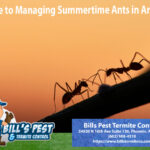 Guide to Managing Summertime Ants in Arizona