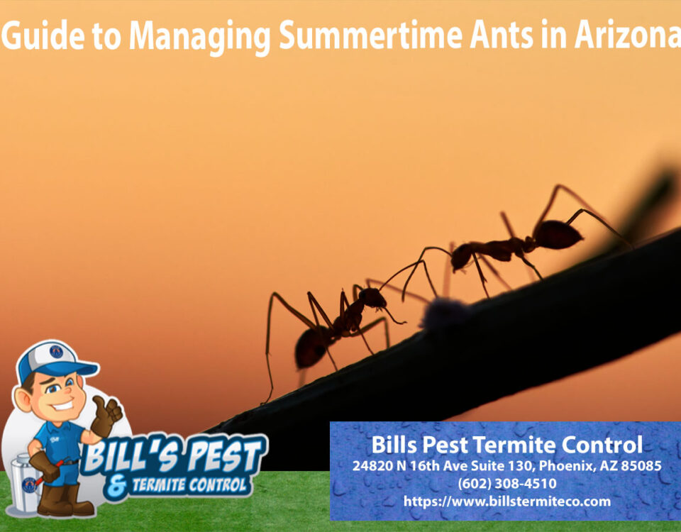 Guide to Managing Summertime Ants in Arizona