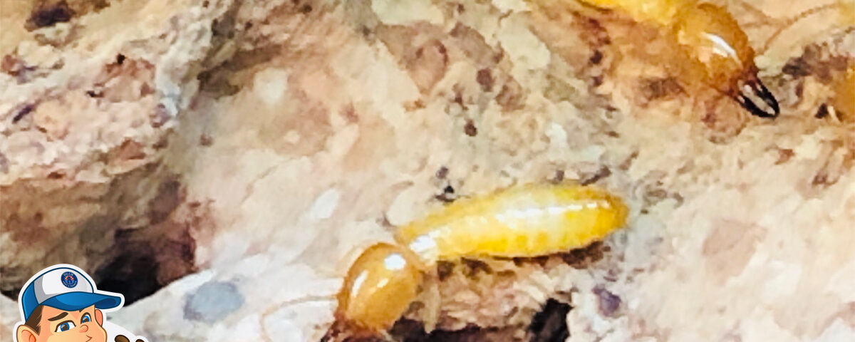 Termite Repairs in Arizona | Bills Pest Termite Control