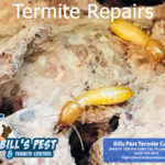 Termite Repairs in Arizona | Bills Pest Termite Control