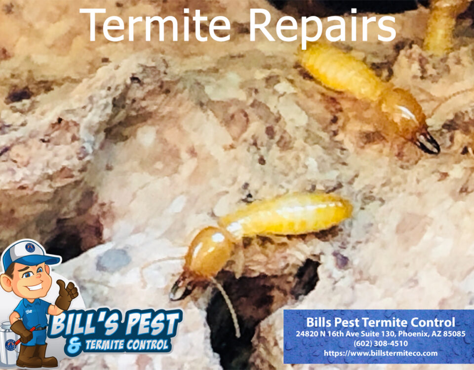 Termite Repairs in Arizona | Bills Pest Termite Control