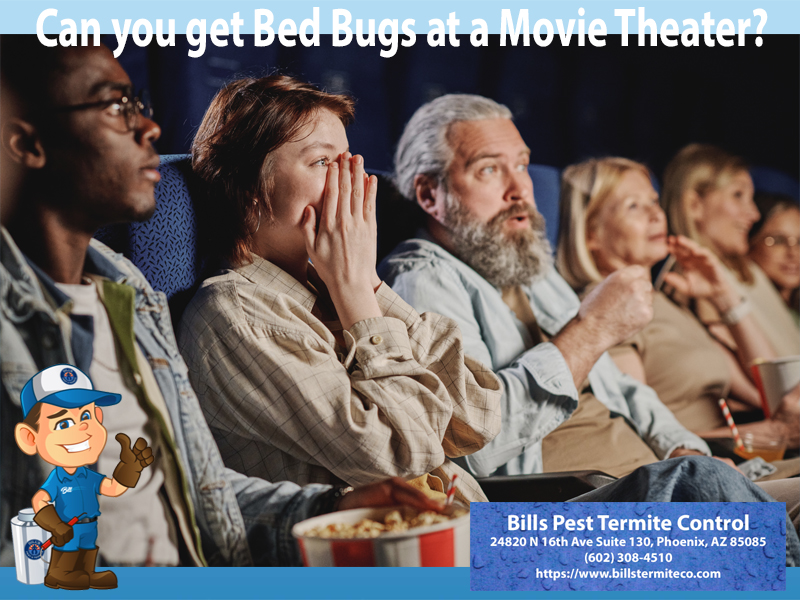 Signs you have Bed Bugs - Can you get Bed Bugs at a Movie Theater?