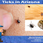 Ticks in Arizona - Bills Pest Termite Control