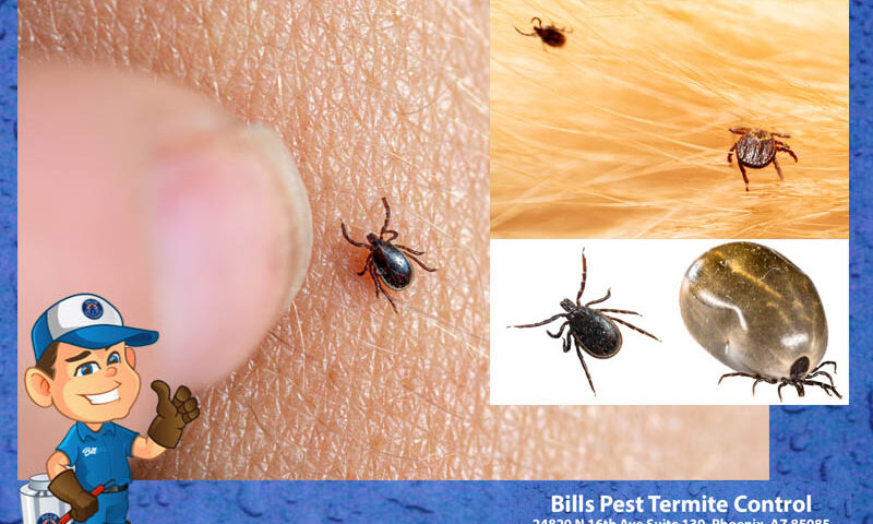 Ticks in Arizona - Bills Pest Termite Control