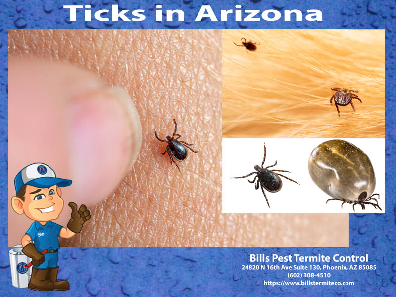 Ticks in Arizona - Bills Pest Termite Control