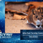 How to Humanely Catch Mice in Home