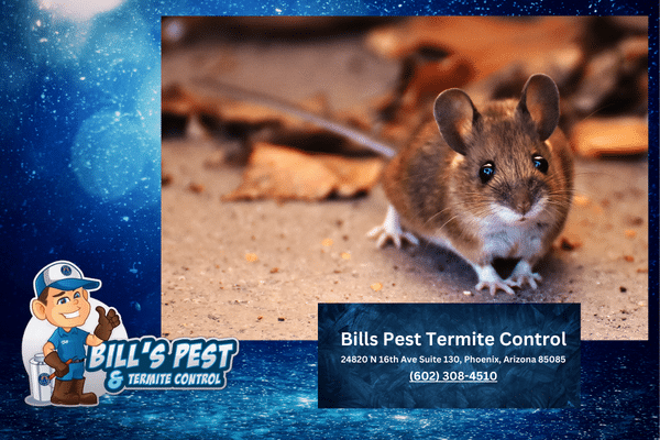 How to Humanely Catch Mice in Home