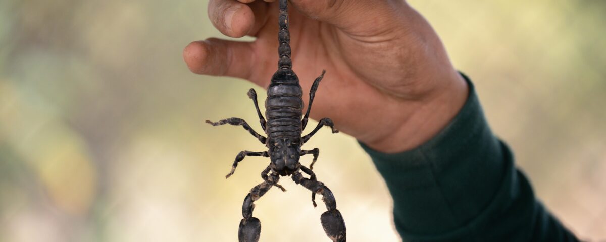 Are Scorpions Common in Arizona?