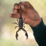 Are Scorpions Common in Arizona?