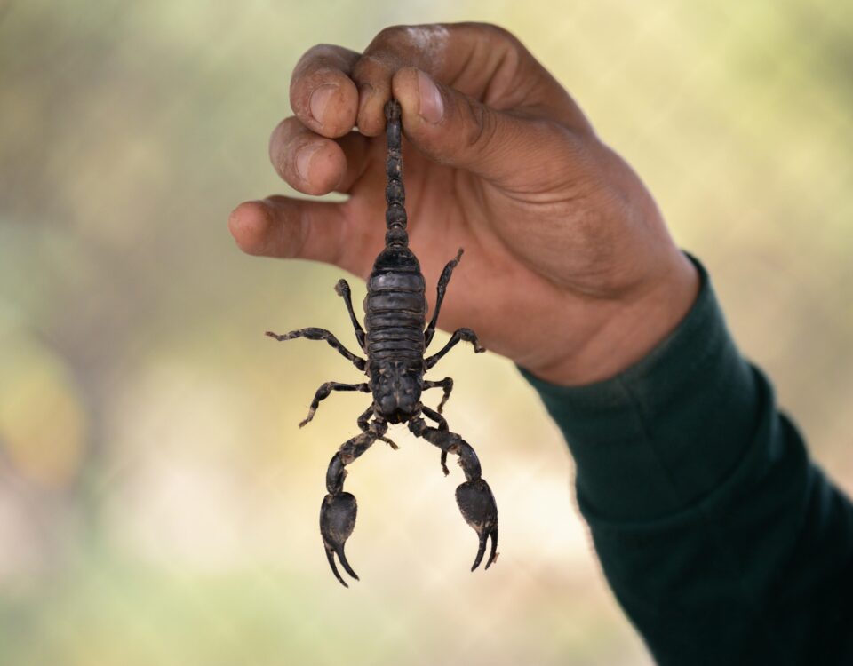 Are Scorpions Common in Arizona?