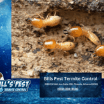Should I Treat for Termites on New Construction