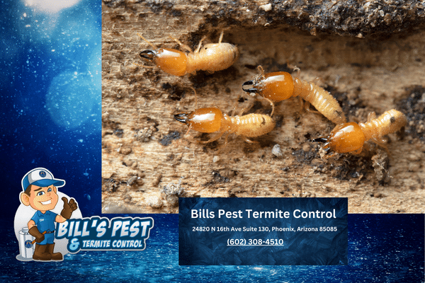Should I Treat for Termites on New Construction