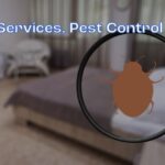 Signs You Have Bed Bugs: How to Identify and Eliminate These Pesky Pests