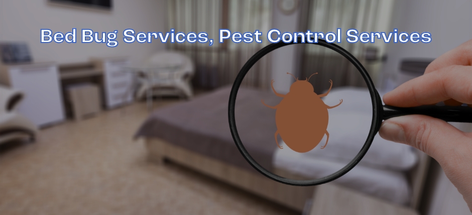 Signs You Have Bed Bugs: How to Identify and Eliminate These Pesky Pests