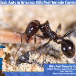 Black Ants in Arizona