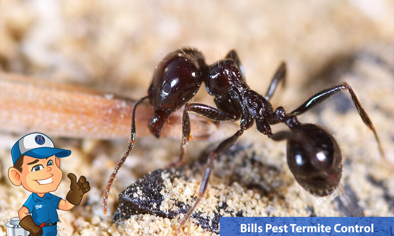 Black Ants in Arizona